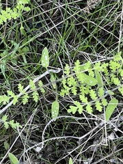 Eucrypta chrysanthemifolia