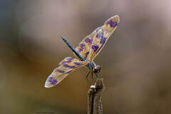 Rhyothemis graphiptera