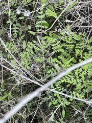 Eucrypta chrysanthemifolia