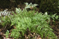 Dryopteris dilatata