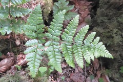 Dryopteris dilatata