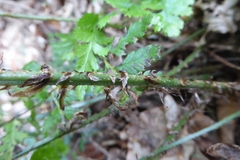 Dryopteris dilatata