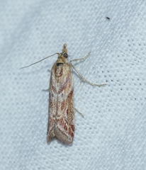 Ancylosis cinnamomella