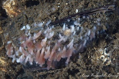 Scyphozoa