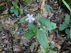 Strobilanthes formosana