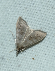 Mecyna asinalis