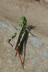 Chorthippus binotatus