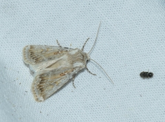 Agrotis ripae