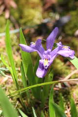 Iris lacustris