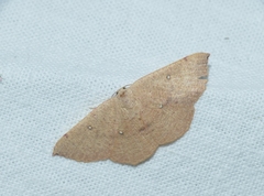 Cyclophora puppillaria