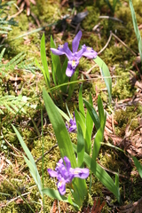 Iris lacustris