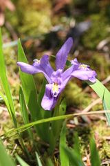 Iris lacustris
