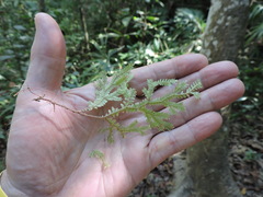 Selaginella lepidophylla