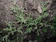 Selaginella lepidophylla