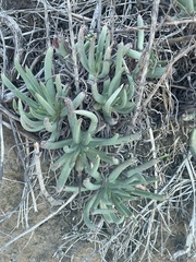 Dudleya edulis