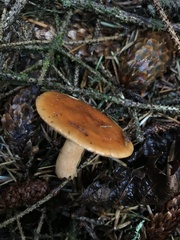Lactarius subviscidus