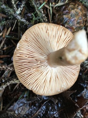 Lactarius subviscidus