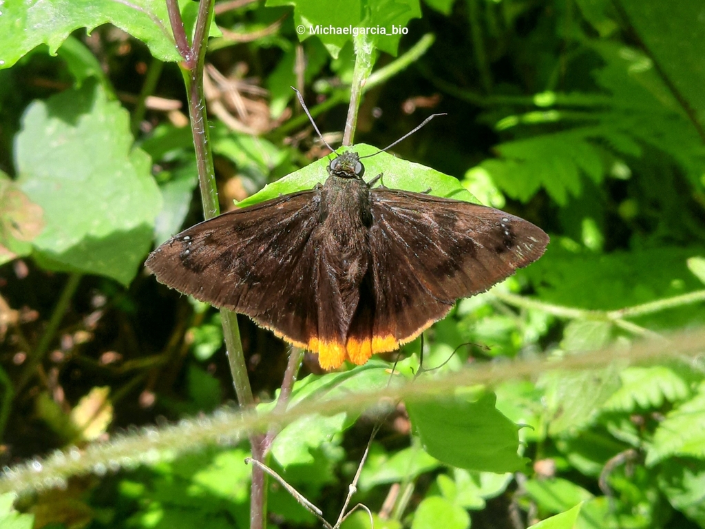 Telemiades gallius
