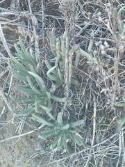 Dudleya edulis