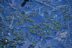 Azolla