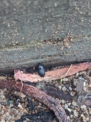 Gondwanocrypticus platensis