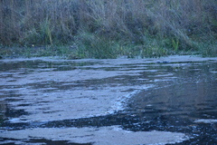 Azolla
