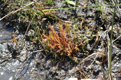 Drosera linearis