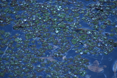 Azolla