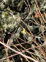 Dirca occidentalis