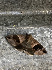 Bastilla solomonensis