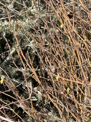 Dirca occidentalis