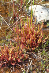 Drosera linearis