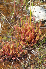 Drosera linearis