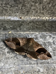 Bastilla solomonensis