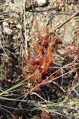Drosera linearis