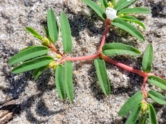 Euphorbia polygonifolia