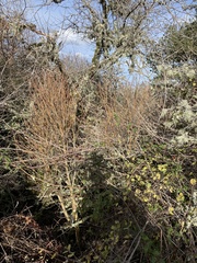 Dirca occidentalis