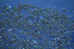 Azolla