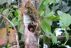 Colaptes rubiginosus