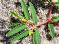 Euphorbia polygonifolia