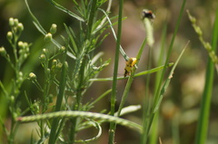 Chauliognathus flavipes