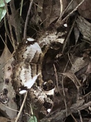 Erebus terminitincta