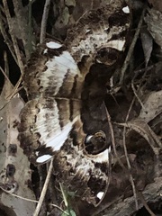 Erebus terminitincta