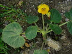 Ibicella lutea