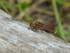 Sympetrum striolatum