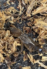 Neocurtilla