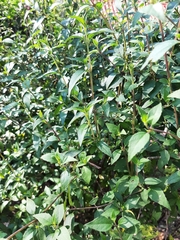 Clinopodium macrostemum