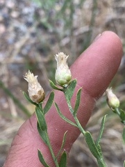 Leuzea repens