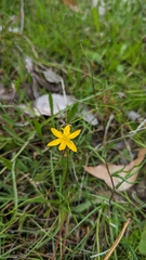 Hypoxis hygrometrica