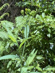 Senecio linearifolius